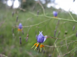 Flax-lily (Dianella spp.)