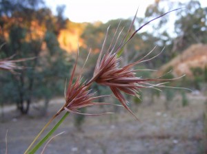 Kangaroo grass (Themeda australis)