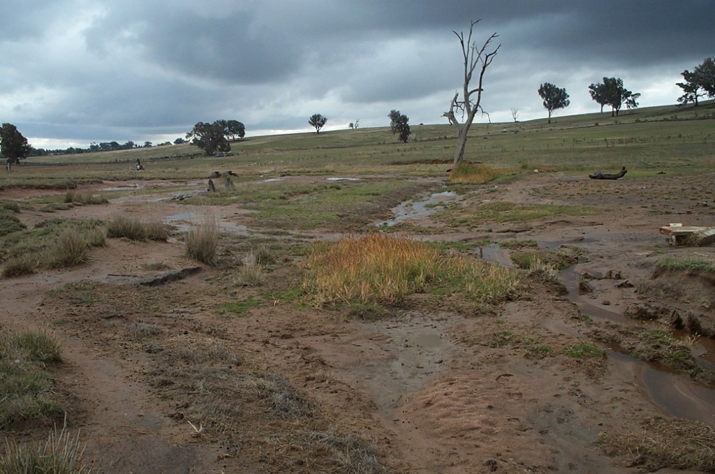 Pasture decline and soil erosion are typical of saline discharge sites in North East Victoria. 