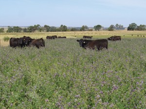 Cattle grazing lucerne at the Hamilton Proof Site. Lucerne provided valuable summer feed.